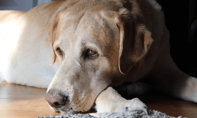 Animal, Canine, Dog