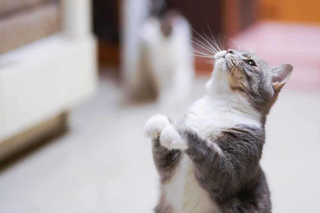cat on hind legs with gray and white furt