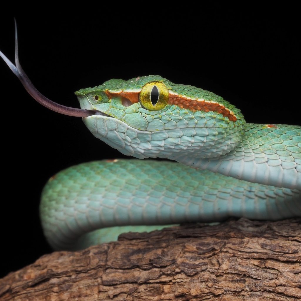 Snake on branch flicking its tongue