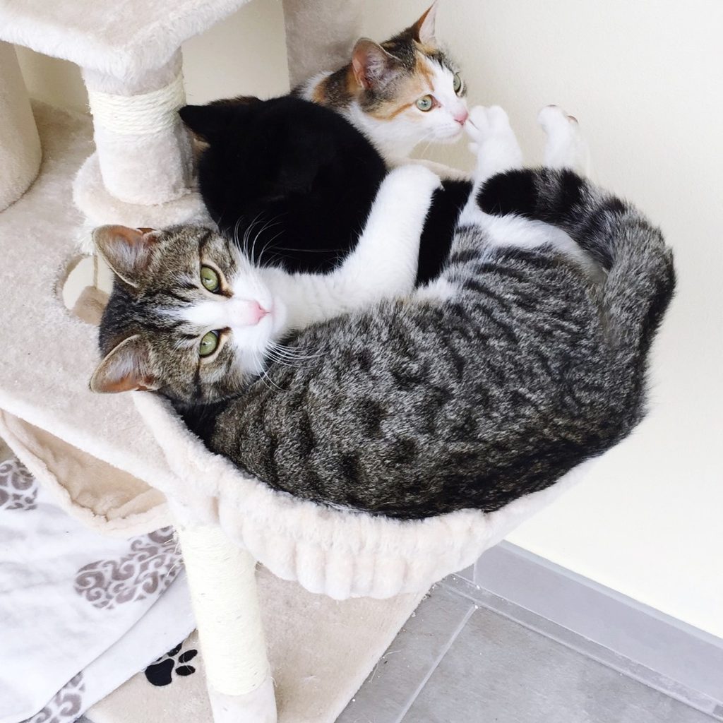 Two cats sleeping on cat tower