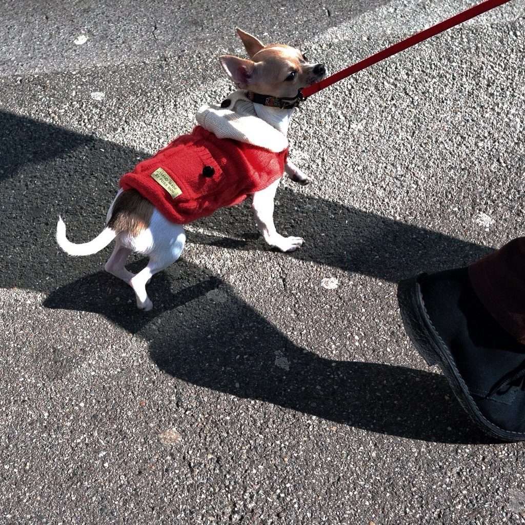 Chihuahua walking on sidewalk with owner