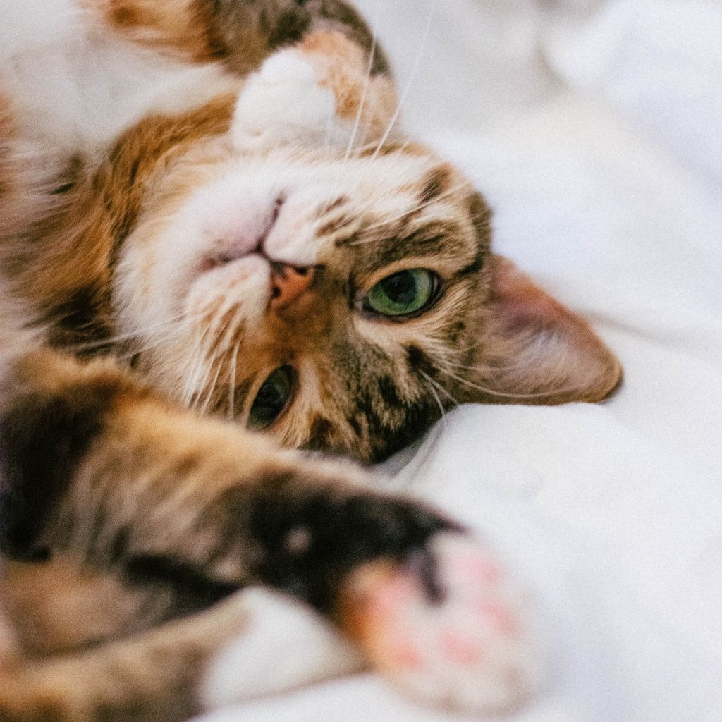 Cat lying on its back