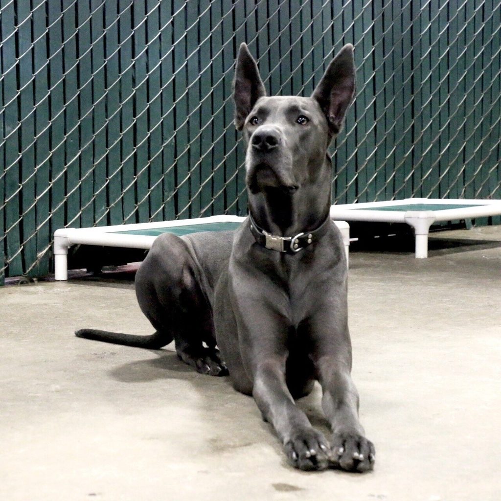 Gray Great Dane with a black collar