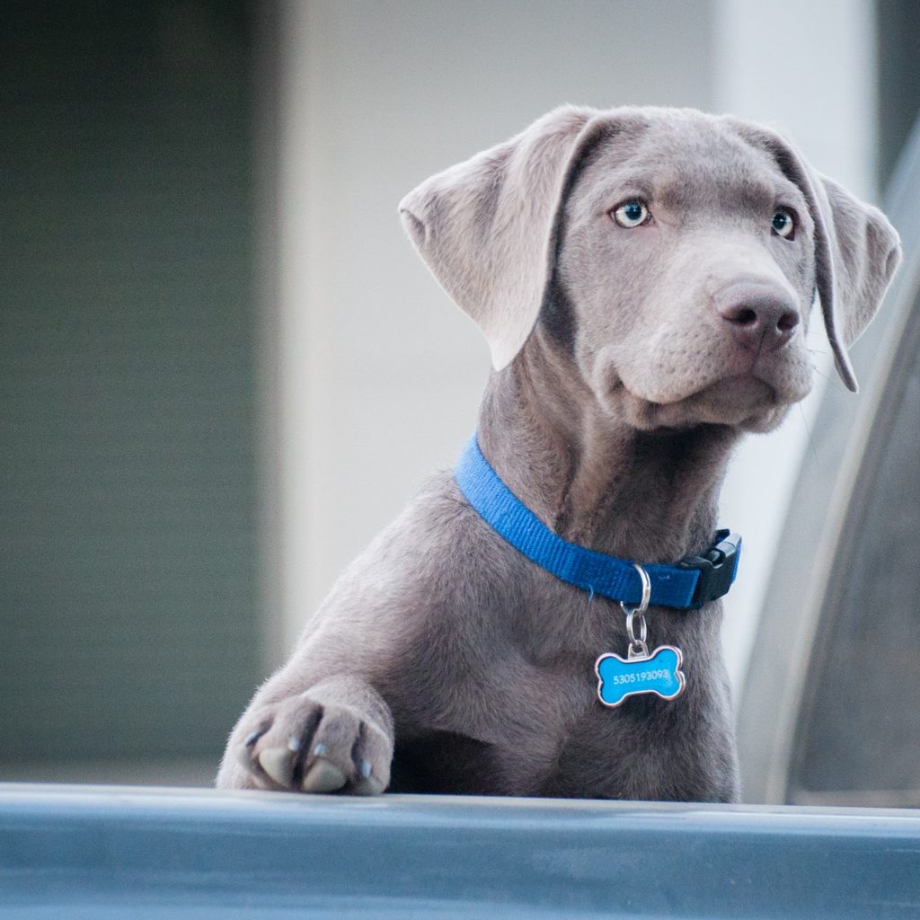 Labrador retriever with blue collar
