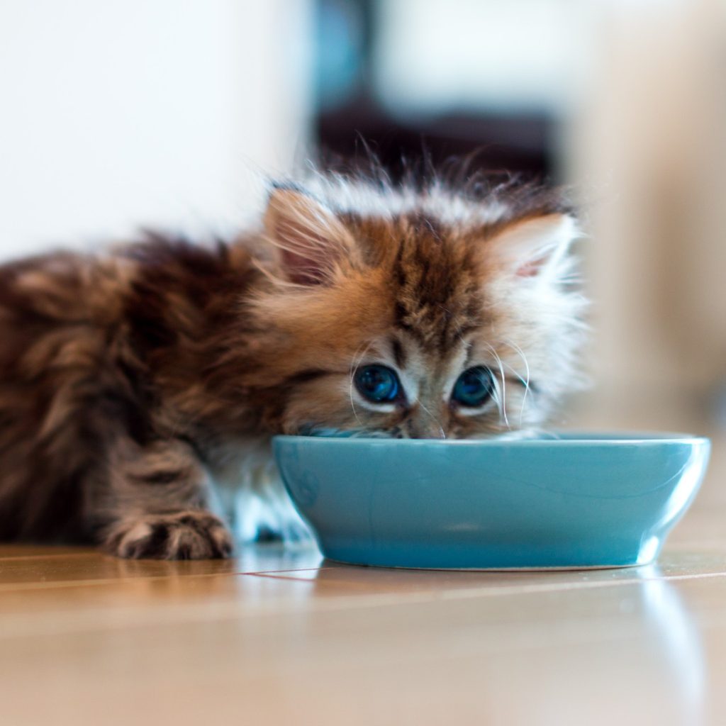 Woman feeding cat a treat