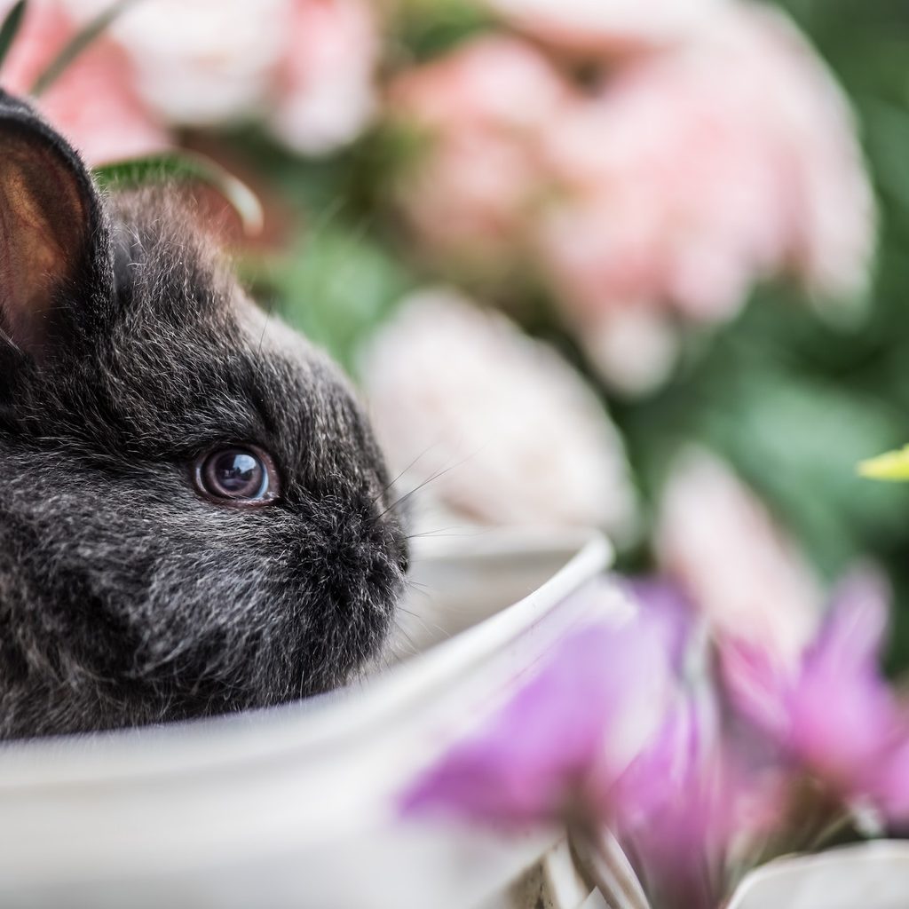 black rabbit in white box surrounded by flowers