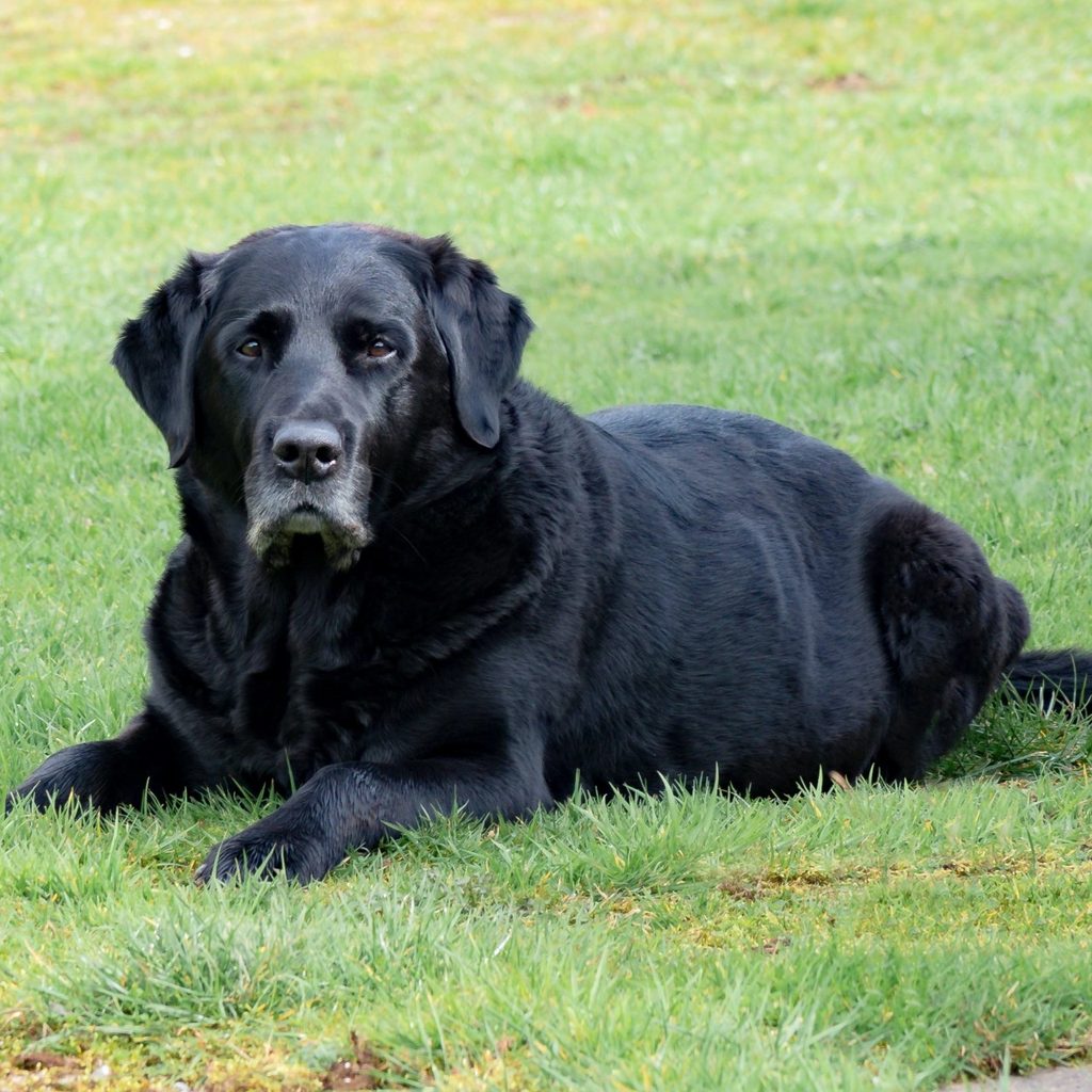 Old back dog lying on grass