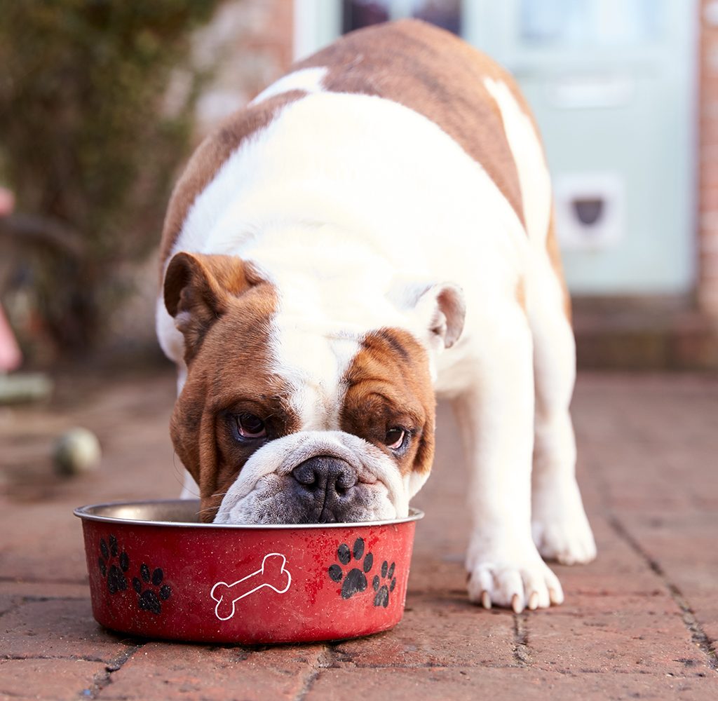 British Bull Dog Eating from Dog Bowl