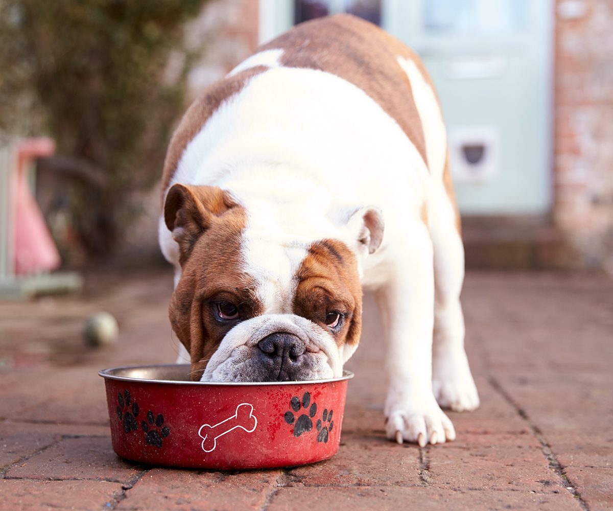 British Bull Dog Eating from Dog Bowl
