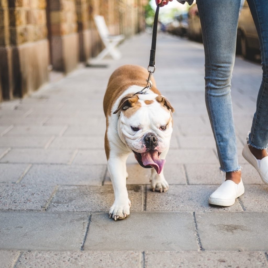 Bulldog being walked on city sidewalk