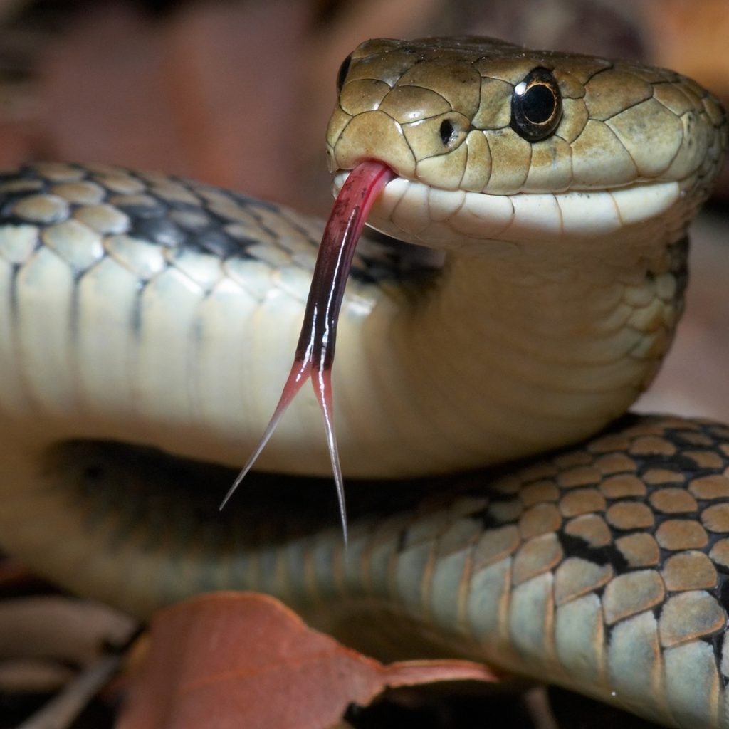Snake flicking its tongue