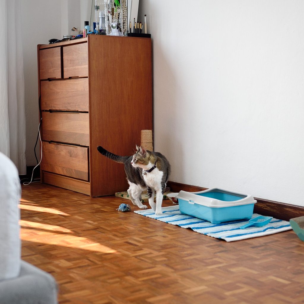 Cat walking out of litter box