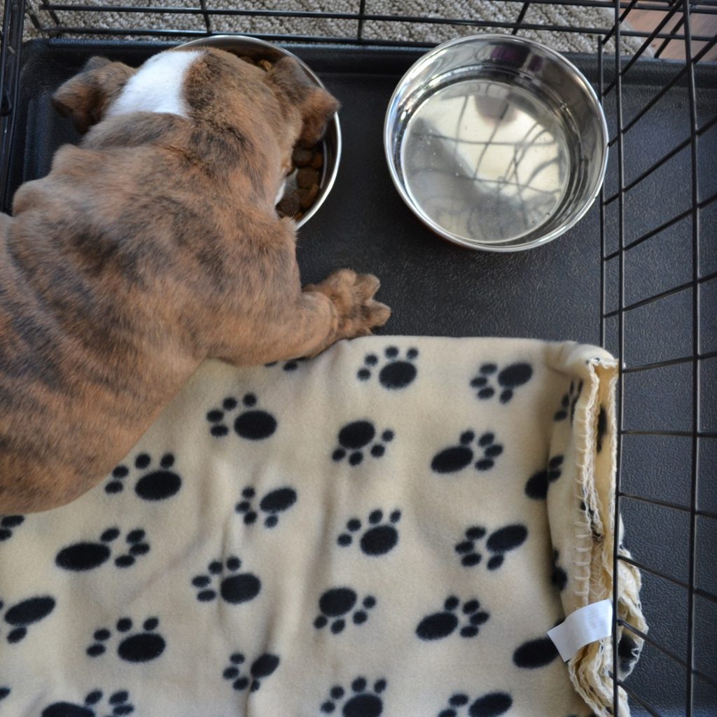 Bulldog eating from bowl in metal crate
