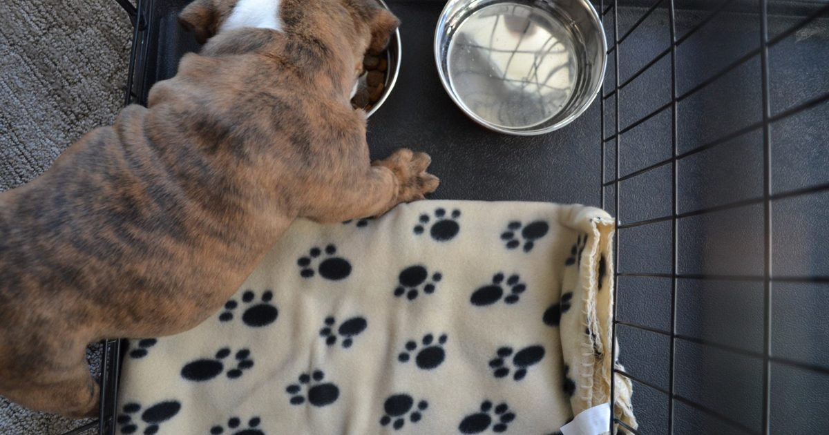 Picture of Best Dog Crate Water Dispensers | PawTracks