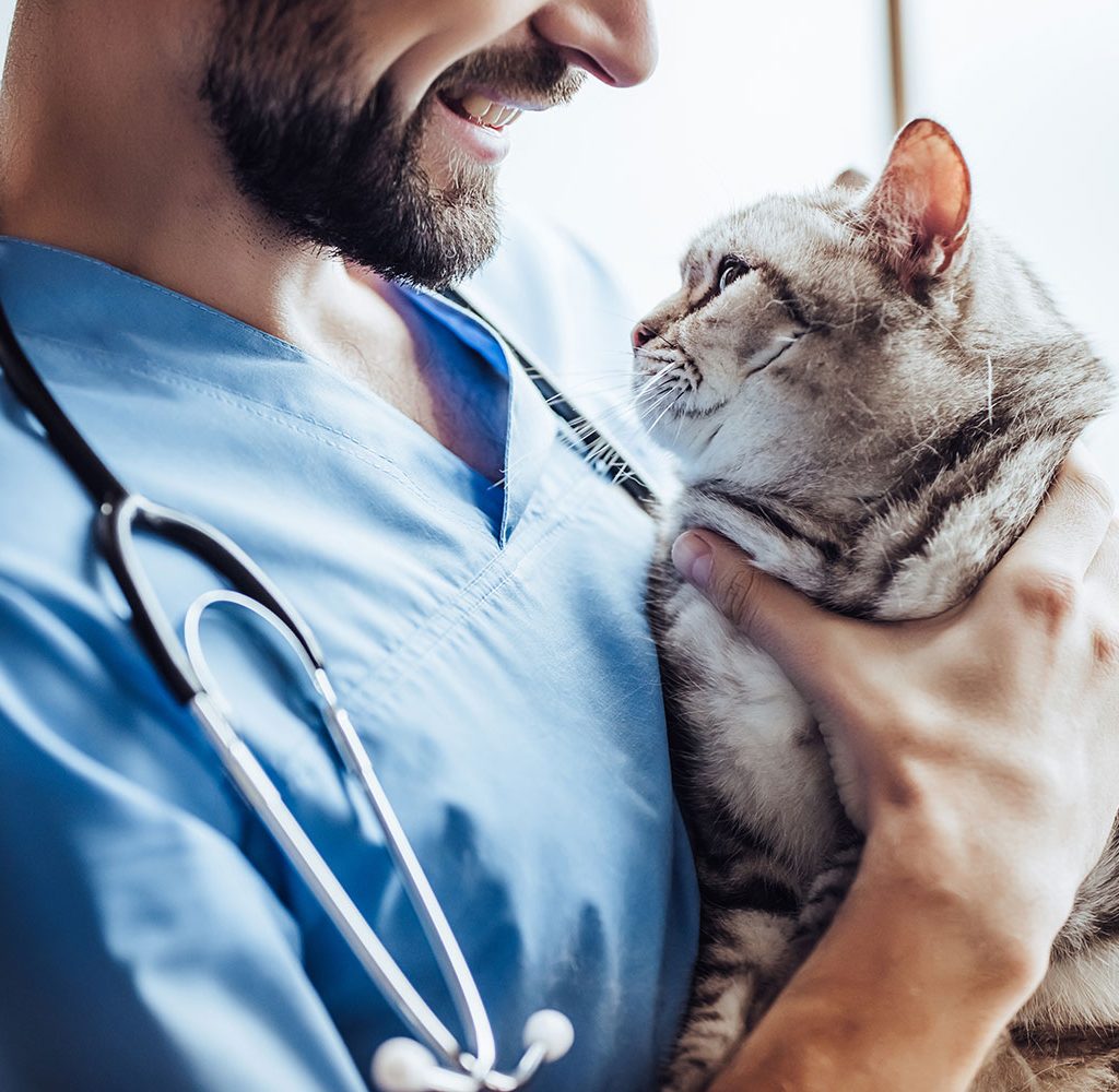 cat and vet