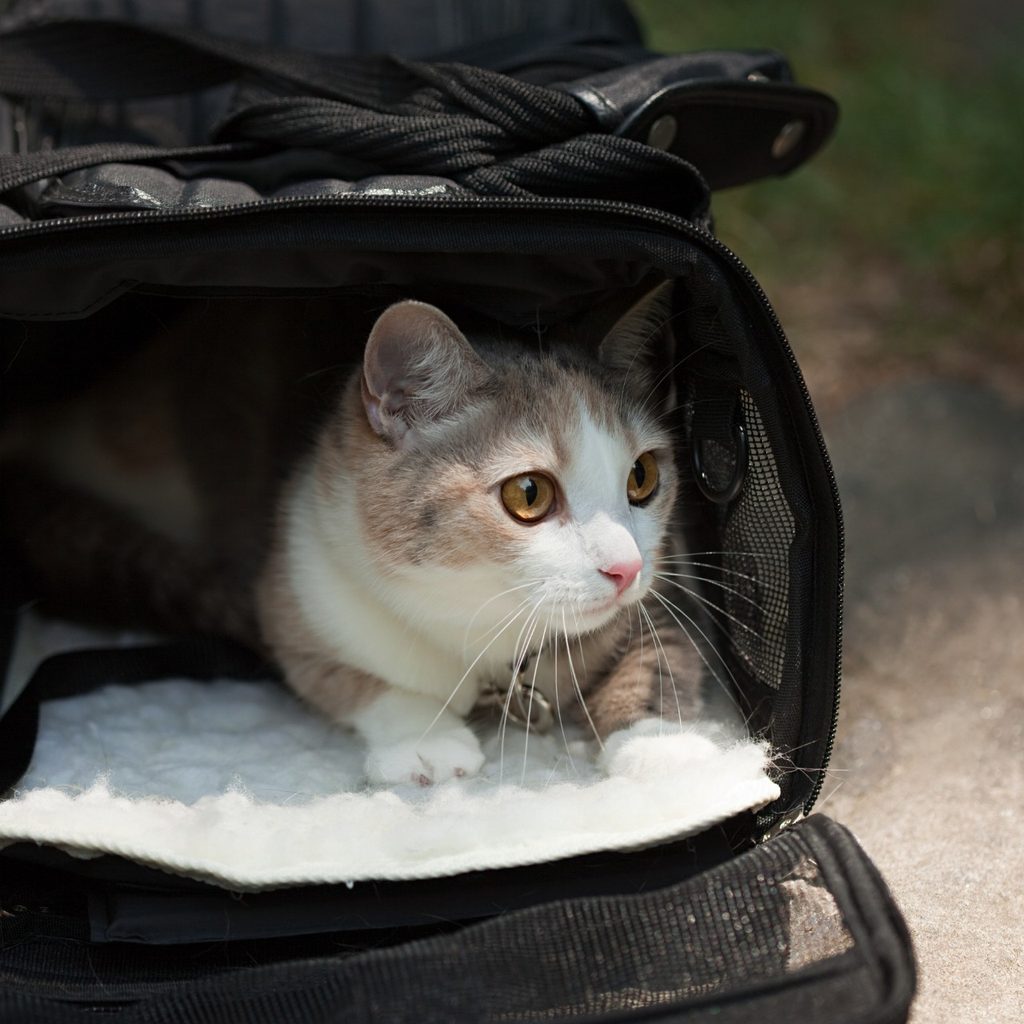 Cat sitting inside of a cat carrier