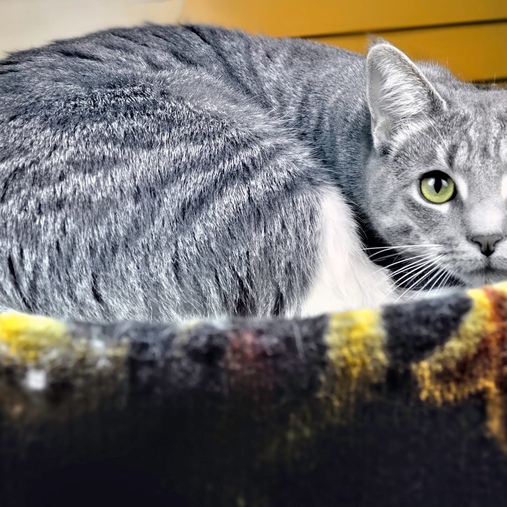 gray cat laying in cat bed