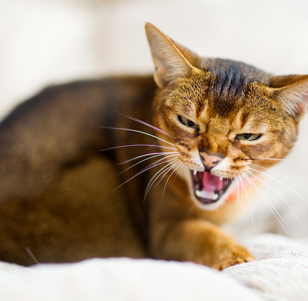 cat hissing