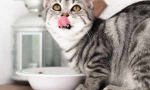 Cat licking lips over food bowl