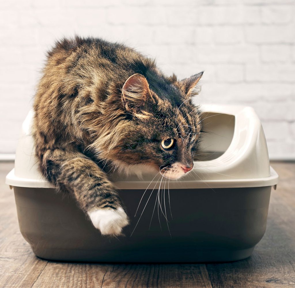 cat litter tray