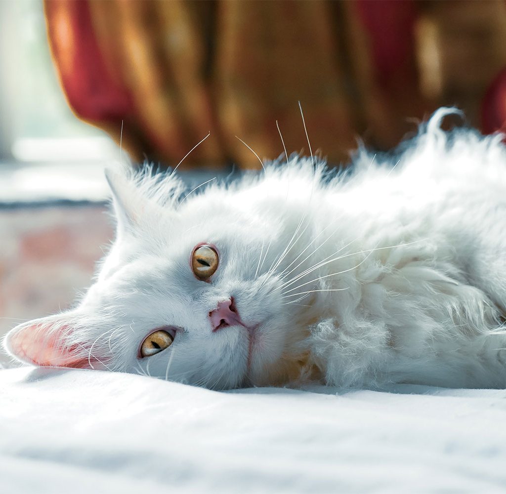 if your cat isn't eating