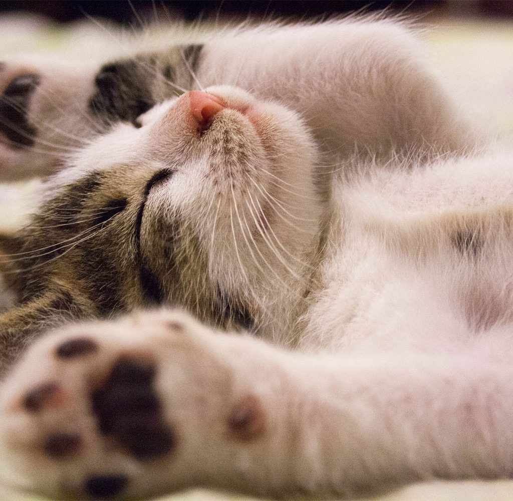 Small cat sleeping on her back