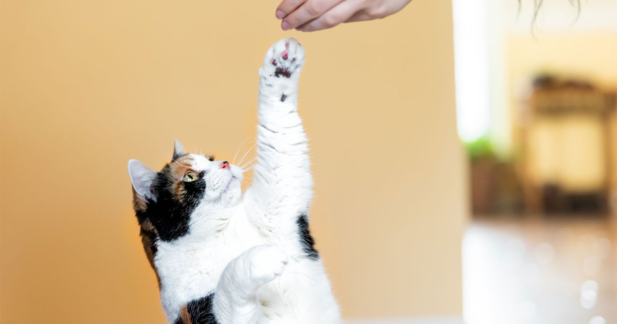 5 Effective Methods for Disciplining and Training Cats | PawTracks