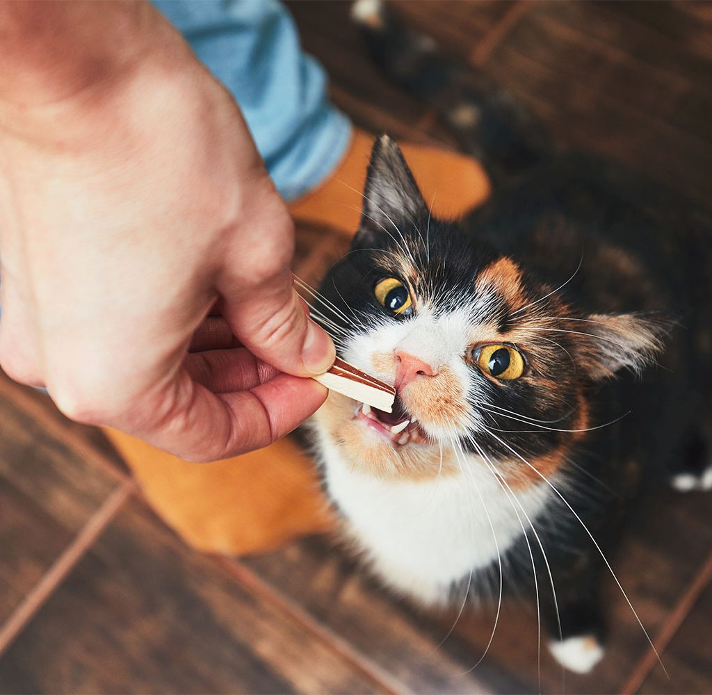 cat treat for training
