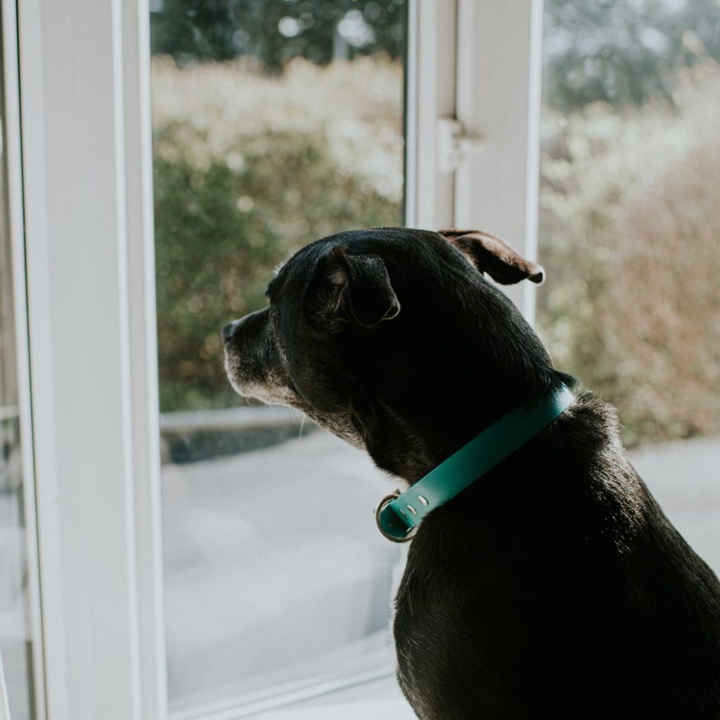 Old black dog sleeping