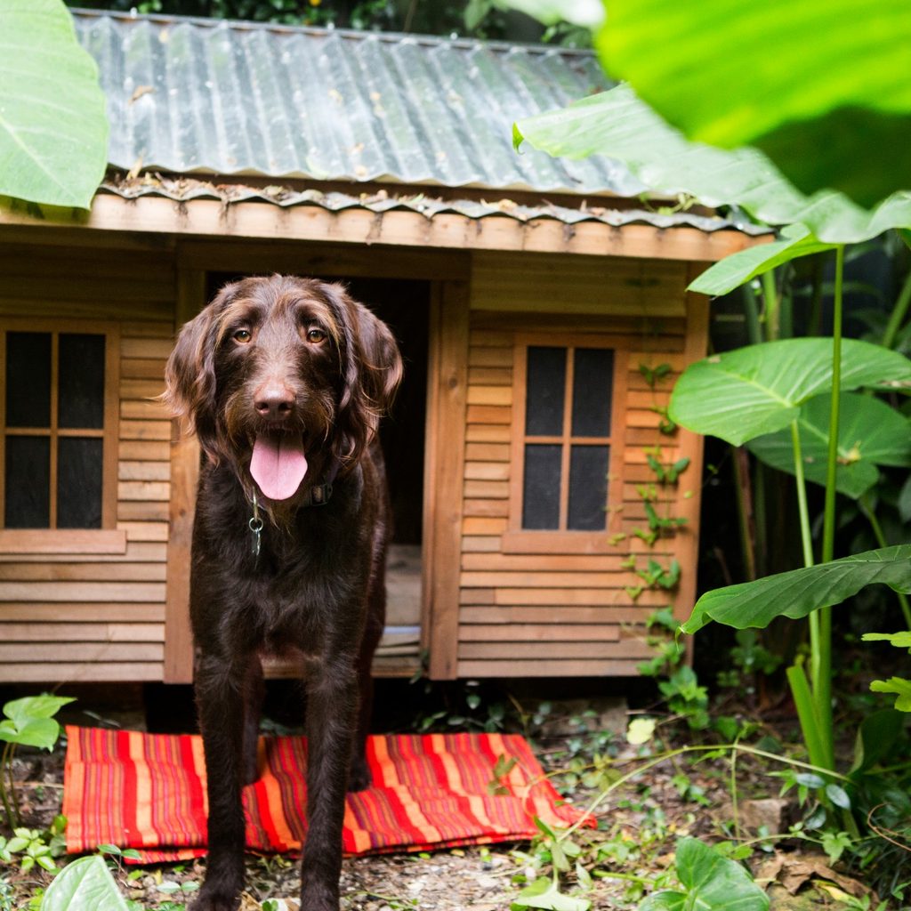 Dog in custom doghouse
