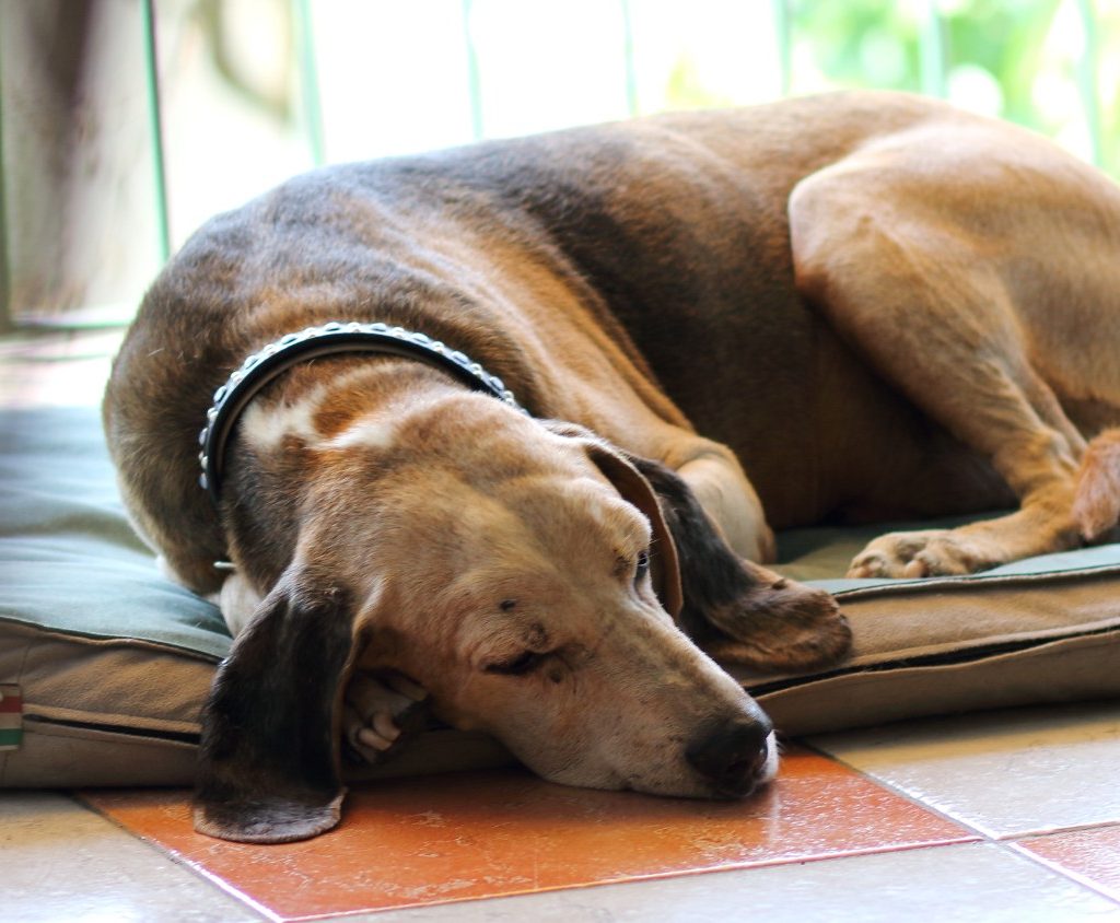 Old brown dog sleeping on floor