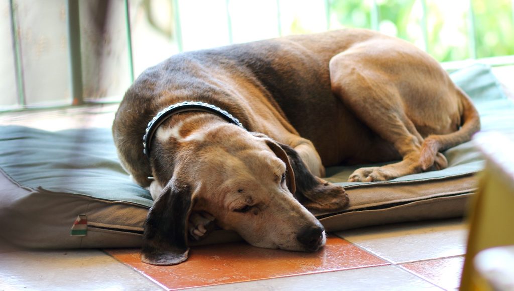 Old brown dog sleeping on floor