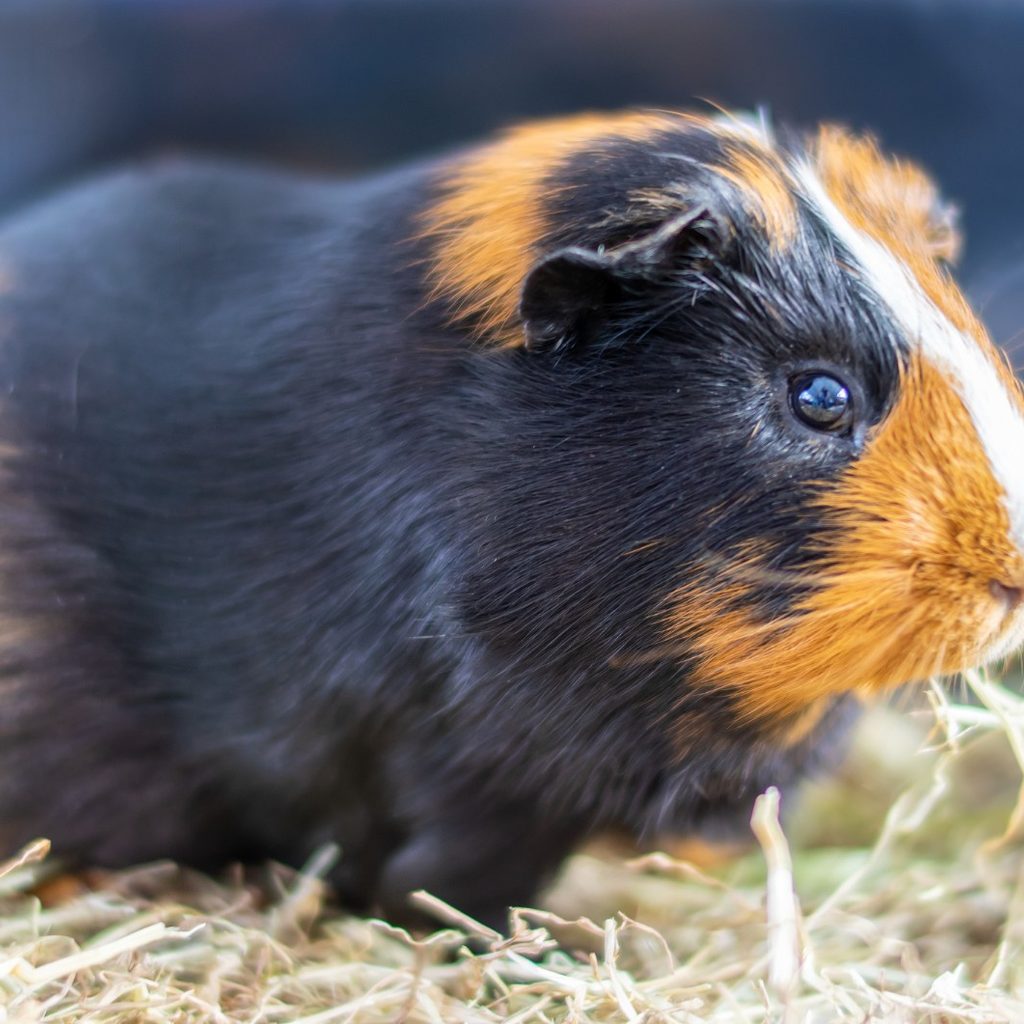 Guinea pig on hay