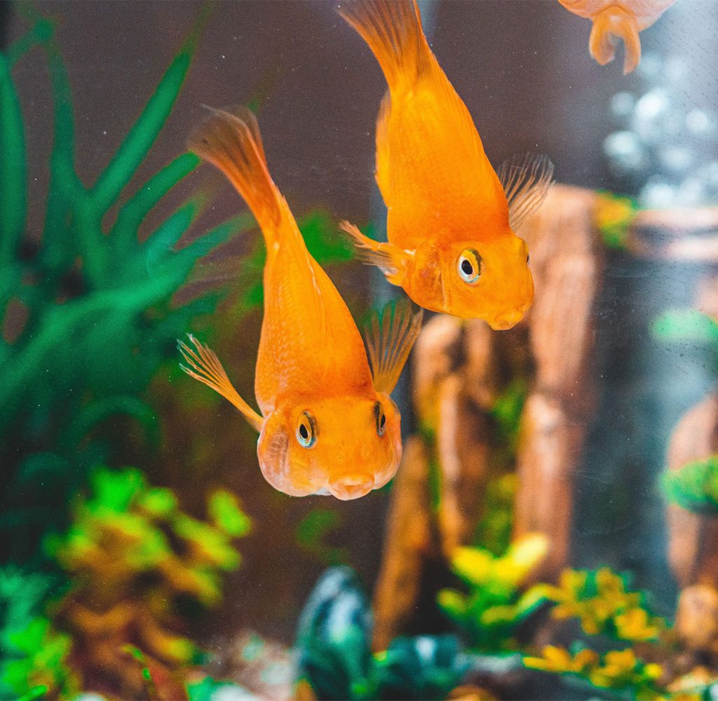 two fish in a fish tank