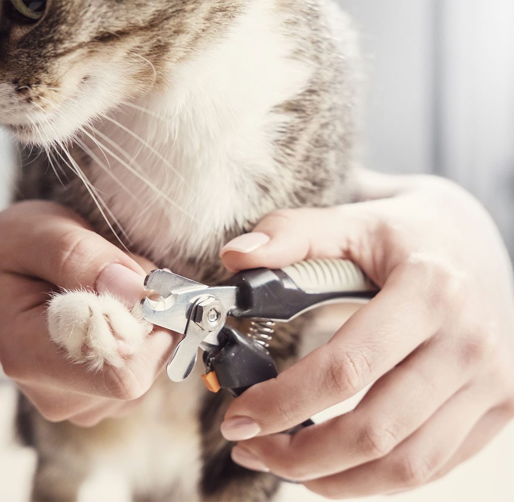 clipping cat claws