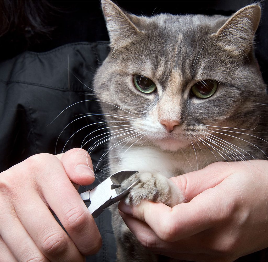 clipping cat claws