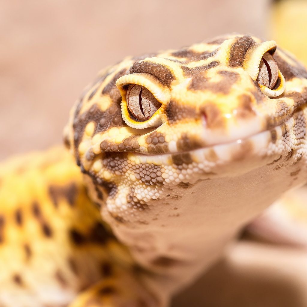 closeup shot of leopard gecko looking at camera