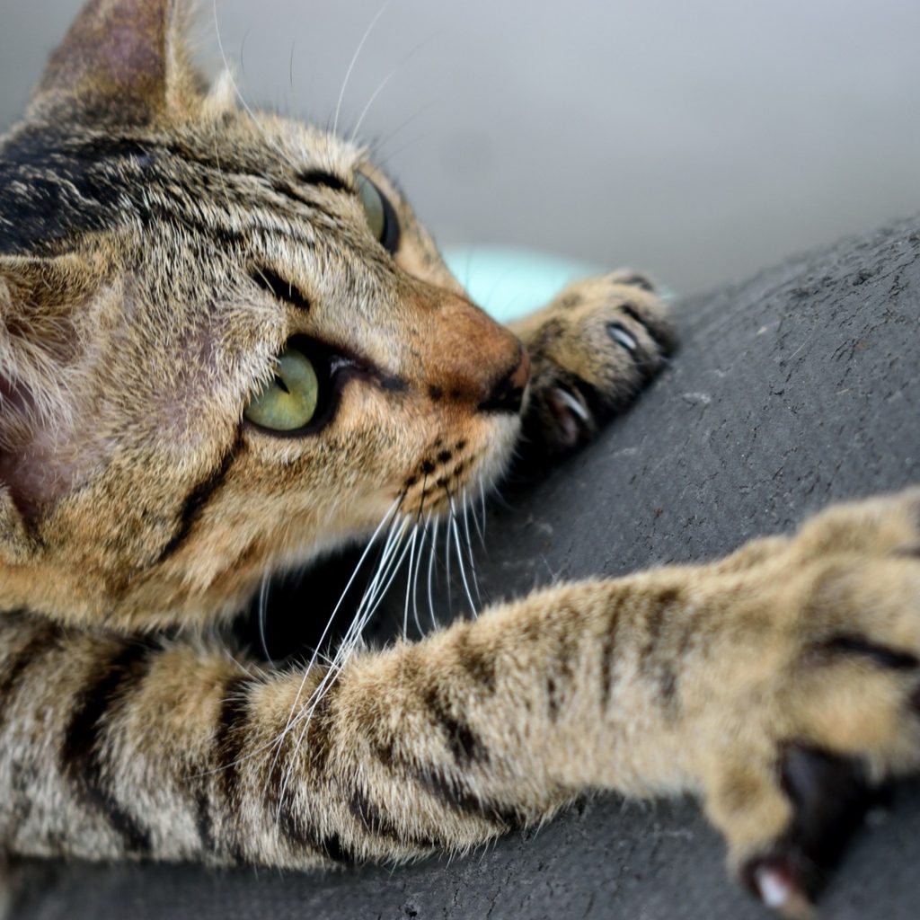 Cat scratching couch