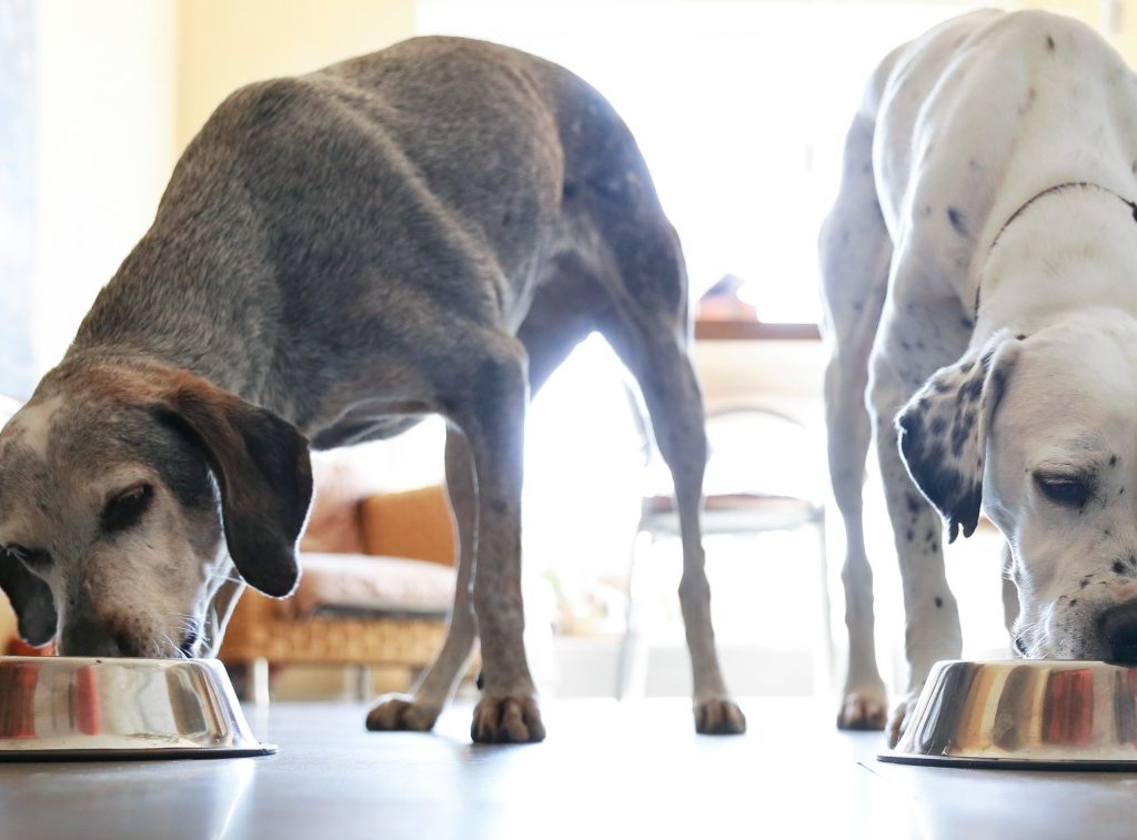 Two large dogs eating from metal bowls
