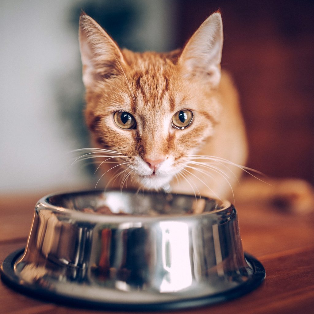 Orange cat with metal bowl