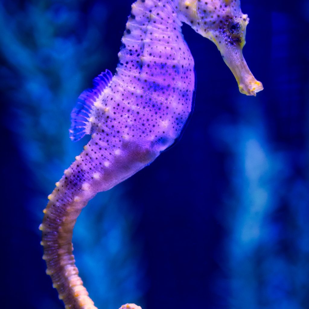 Purple seahorse swimming