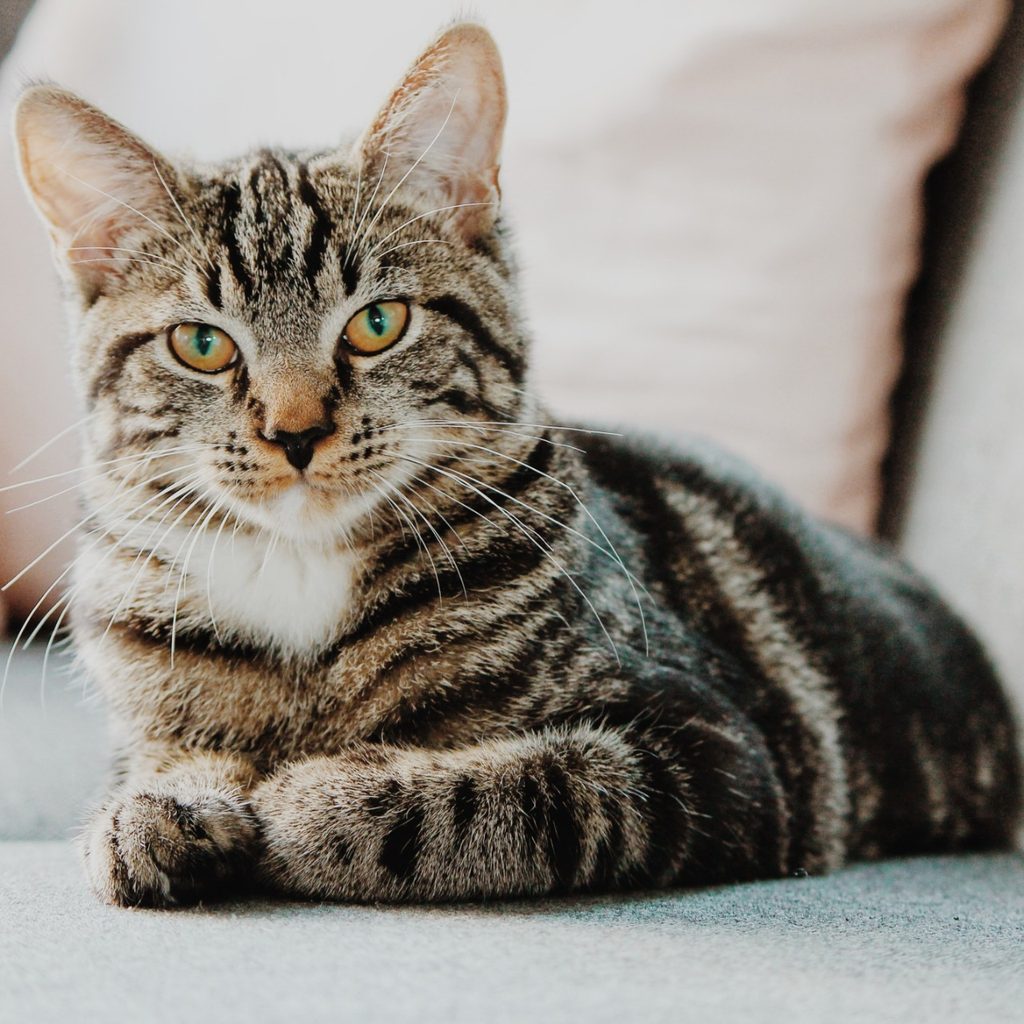 Cat sitting on the floor