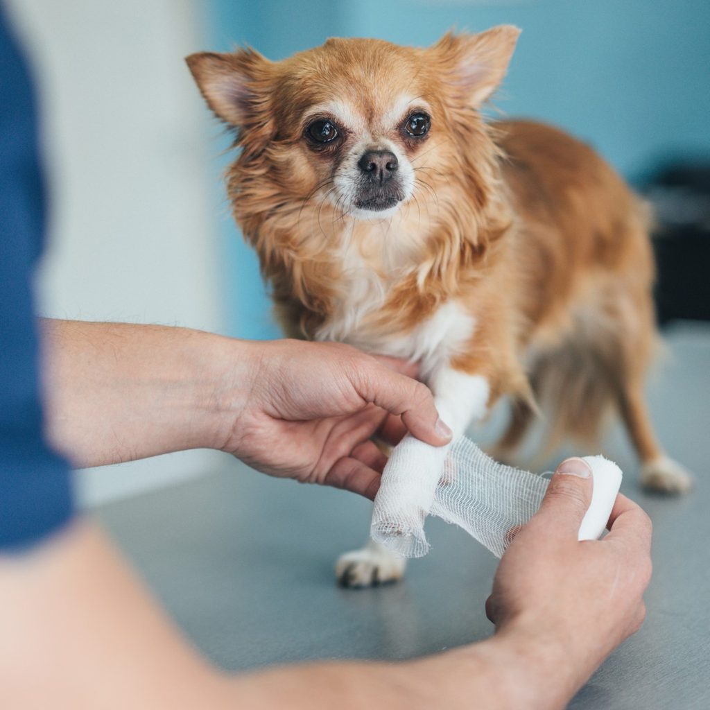 Chihuahua being bandaged by owner