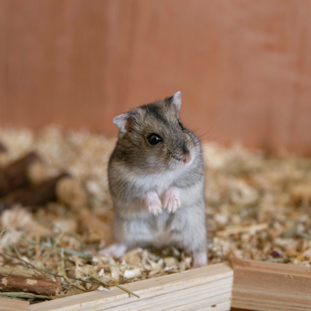 Hamster in glass cage