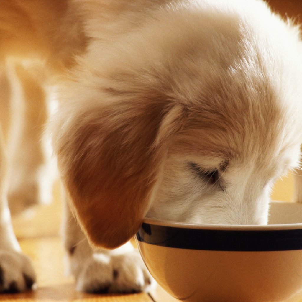 Brown dog eating from bowl