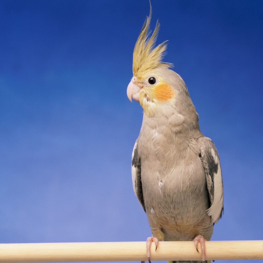 Dog holding leash in its mouth