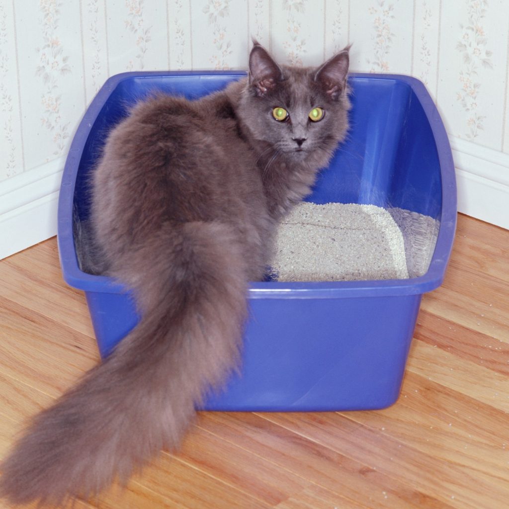 Gray cat in litter box