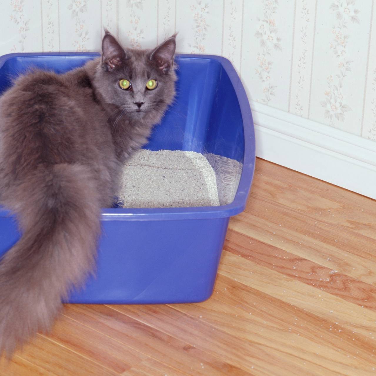Gray cat in litter box