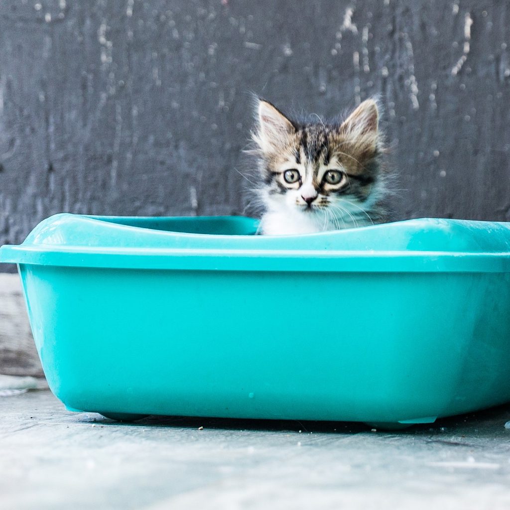 Kitten in litter box