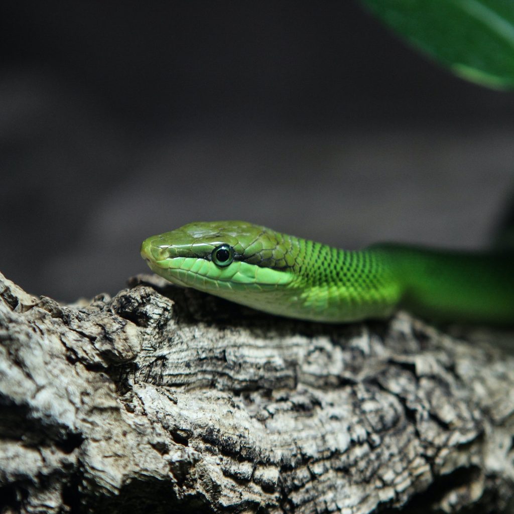 green snake on wooden element